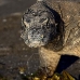 dragon_komodo_hsb_rinca_v_1143_kom2922.jpg